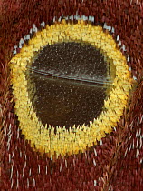 Moth (Antheaea godmani) close up of eyespot, Chiriqui Province, Santa Clara, Panama.