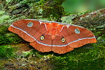 Moth (Antheaea godmani) Chiriqui Province, Santa Clara, Panama.