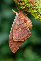 Moth (Antheaea godmani) Chiriqui Province, Santa Clara, Panama.