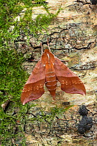 Azalea sphinx moth (Darapsa chloerilus) Lac-Drolet province, Quebec, Canada.