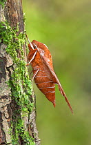 Azalea sphinx moth (Darapsa chloerilus) Lac-Drolet province, Quebec, Canada.