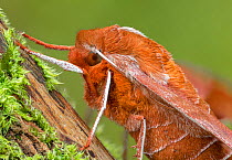 Azalea sphinx moth (Darapsa chloerilus) close up, Lac-Drolet province, Quebec, Canada.