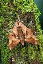 Blinded sphinx moth (Paonias excaecatus) Lac-Drolet Province, Quebec, Canada.