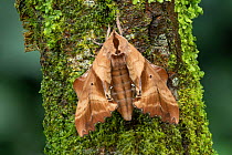 Blinded sphinx moth (Paonias excaecatus) Lac-Drolet Province, Quebec, Canada.