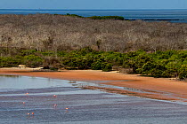 Galapagos flamingos (Phoenicopterus ruber glyphorhynchus) wading in sea off Floreana Island, Galapagos Islands.