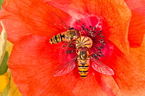 Hoverfly (Episyrphus balteatus) feeding from the red flower of a long-headed poppy, (Papaver dubium), Berkshire, July