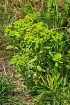 Sun spurge (Euphorbia helioscopia) annual arable plant flowering in waste arable ground, Berkshire, July