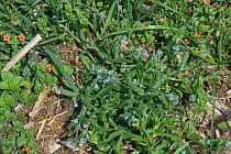 Field forget-me-not (Myosotis arvensis( annual arable weed growing in waste ground with scarlet pimpernel, Berkshire, July