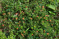 Scarlet pimpernel (Anagallis arvensis), red flowering annual arable weed in waste ground, Berkshire, July