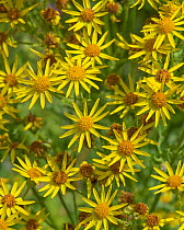 Ragwort (Jacobaea vulgaris) yellow star-shaped flowers with ray and disc florets, some older and darker. Poisonous to livestock, Berkshire, July