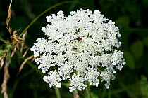 Wild carrot / Queen Anne&#39;s lace (Daucus carota) dense white umbel with insects and a single dark red maroon floret in the centre.