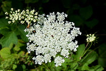 Wild carrot / Queen Anne&#39;s lace (Daucus carota) dense white umbel with insects and a single dark red maroon floret in the centre. Berkshire, England, UK.