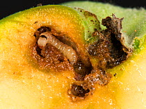Immature caterpillar of a codling moth (Cydia pomonell) eating its way through a gallery in a ripening apple fruit, Berkshire, July