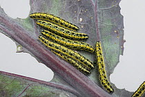 Cabbage white butterfly (Pieris brassicae) caterpillars, final instar, feeding on the leaves of a purple variety of brussel sprouts Berkshire, England, UK.