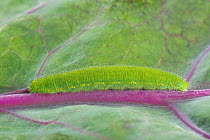 Small white butterfly (Pieris rapae) caterpillar feeding on the leaves of a purple variety of Brussel sprouts, July Berkshire, England, UK.