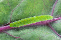 Small white butterfly (Pieris rapae) caterpillar feeding on the leaves of a purple variety of Brussel sprouts, Berkshire, England, UK.