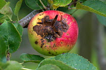 Necrotic spotting and cracking caused apple scab, (Venturia inaequalis) on a ripe apple on the tree, Berkshire, August