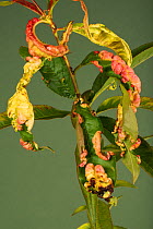 Peach leaf curl (Taprina deformans) fungal disease distortion of leaves on a young peach tree, Berkshire, September.