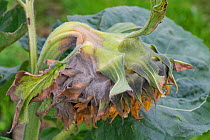 Grey mould (Botrytis cinerea) on a large Sunflower flower as it begins to go to seed Berkshire, England, UK.