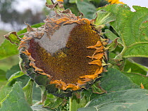 Grey mould (Botrytis cinerea) on a large Sunflower flower as it begins to go to seed Berkshire, England, UK.