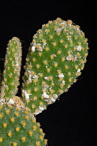 Glasshouse mealybug (Pseudococcus viburni) infesting the swollen stem of a Bunny-ears cactus, (Opuntia microdasys).