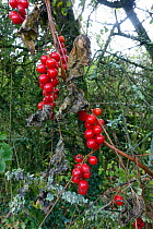 Red poisonous berries of Black bryony (Dioscorea communis) remain after the leaves and climbing stem die back in autumn Berkshire, England, UK.