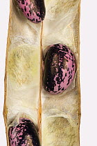 Dry Runner bean (Phaseolus coccineus) seeds in the pod for collection for next year&#39;s crop Berkshire, England, UK.