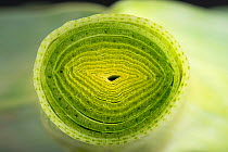 Section through the stem, leaf sheath, of a Leek plant (Allium ampeloprasum) showing structure made up of tightly packed leaves Berkshire, England, UK.