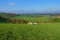 Sheep and autumnal landscape view of West Berkshire from high on the North Wessex Dows near Hungerford, November