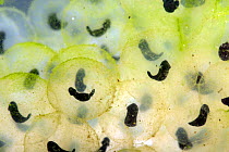 European common frog (Rana temporaria) frogspawn with developing tadpoles shaped like a &#39;comma&#39;, April Berkshire, England, UK.