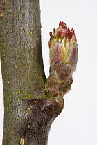 Tight leaf and flower bud of an Apple twig in late winter beginning to swell and starting to open Berkshire, England, UK.