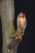 Tight leaf and flower bud of an Apple twig in late winter beginning to swell and starting to open Berkshire, England, UK.