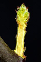 Section through a leaf and flower bud of an Apple twig in late winter swelling and starting to open Berkshire, England, UK.
