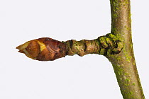 Tight leaf and flower bud of a pear twig in late winter, beginning to swell and starting to open in early spring Berkshire, England, UK.