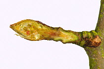 Section through a leaf and flower bud on an pear twig in late winter beginning to swell and starting to open Berkshire, England, UK.