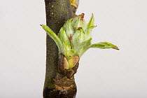 Leaf and flower bud an apple twig swelling and starting to open in early spring Berkshire, England, UK.
