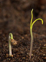 Gardeners delight, Cherry tomato seedling just germinated with cotyledons above the soil