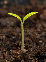 Gardeners delight, Cherry tomato seedling just germinated with cotyledons above the soil