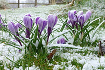 Light snow dusting on flowering large flowered white and purple Crocuses &#39;Pickwick&#39; in winter, Berkshire, March
