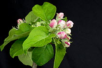Flower opening series of images of an apple from pink bud to king flower among a rosette of green leaves in spring Berkshire, England, UK.
