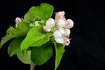 Flower opening series of images of an Apple from pink bud to king flower among a rosette of green leaves in spring Berkshire, England, UK.