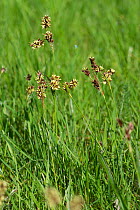 Field woodrush / Good Friday grass (Luzula campestris) a weed rush flowering in a garden lawn, April Berkshire, England, UK.