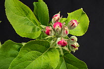 Apple flowers in pink bud shortly before they fully open in spring, April Berkshire, England, UK.