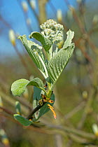 New young leaves and flower bud of Common whitebeam (Sorbus aria) unfolding in early spring, Berkshire, England, UK. April.