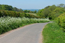 Cow parsley (Anthriscus sylvestris) flowering on a country road verge with hedges and trees in spring green , May Berkshire, England, UK.