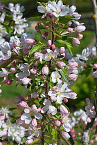 Young Crab apple tree (Malus &#39;John Downie&#39;) in full blossom on a fine spring day, Berkshire, England, UK. May