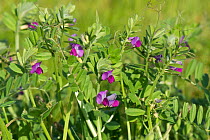 Common vetch (Vicia sativa) with magenta flowers flowering in rough grassland, Berkshire, England, UK. May