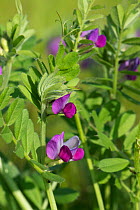 Common vetch (Vicia sativa) with magenta flowers flowering in rough grassland, Berkshire, May