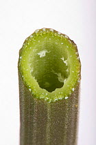 Cow parsley (Anthriscus sylvestris) section through hollow ridged smooth-haired stem, June, Berkshire