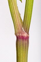 Cow parsley (Anthriscus sylvestris) purple tinted, ridged stem node. Berkshire, England, UK, May.